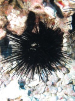 40 Longspine Urchin IMG 1967.JPG